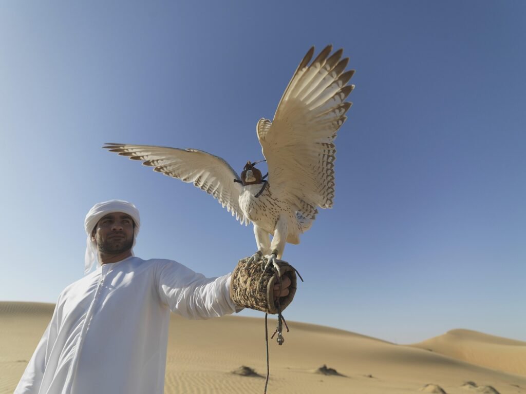 falcon, uae, desert, hunter, claws, falconry, nature, feathers, flying, deadly, united, beak, prey, bird, hawk, arabian, wild, wildlife